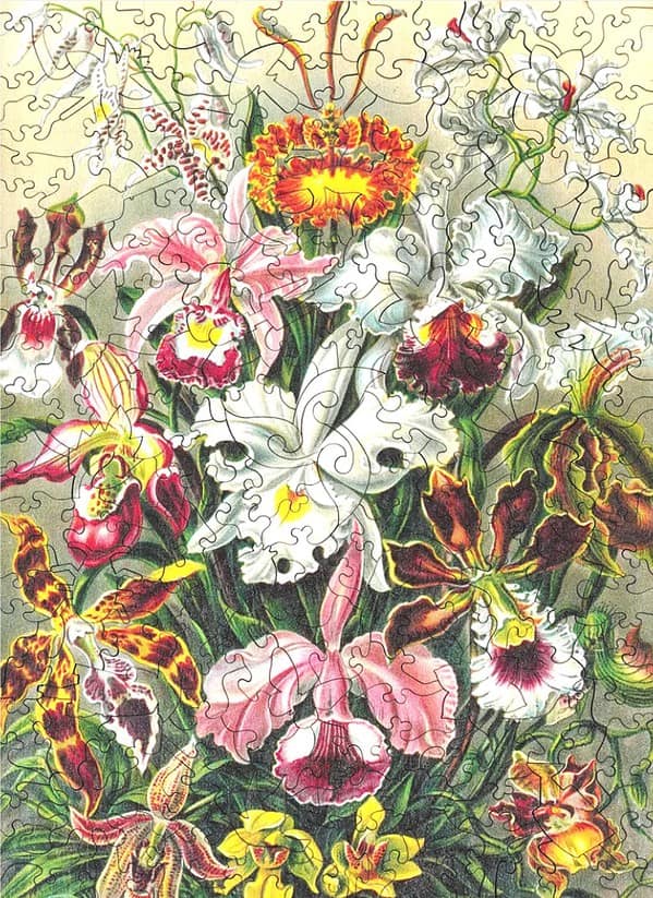 Orchids - Image 3