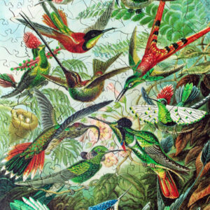 Hummingbirds