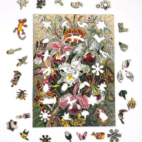 Orchids - Image 2