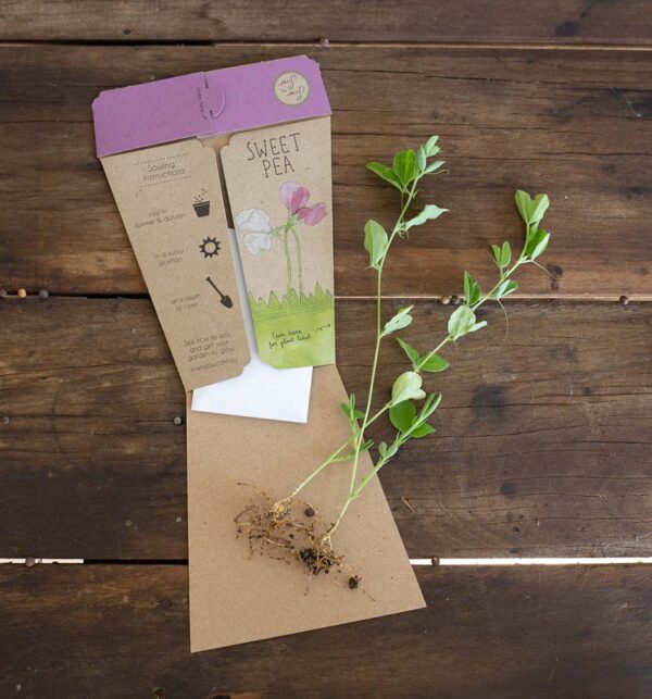 Sweet Pea - Image 3