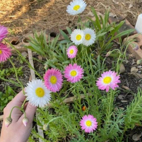 Birthday Wishes - Image 6